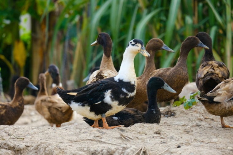 ancona ducks