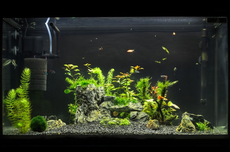 beautiful planted tropical freshwater aquarium with filter