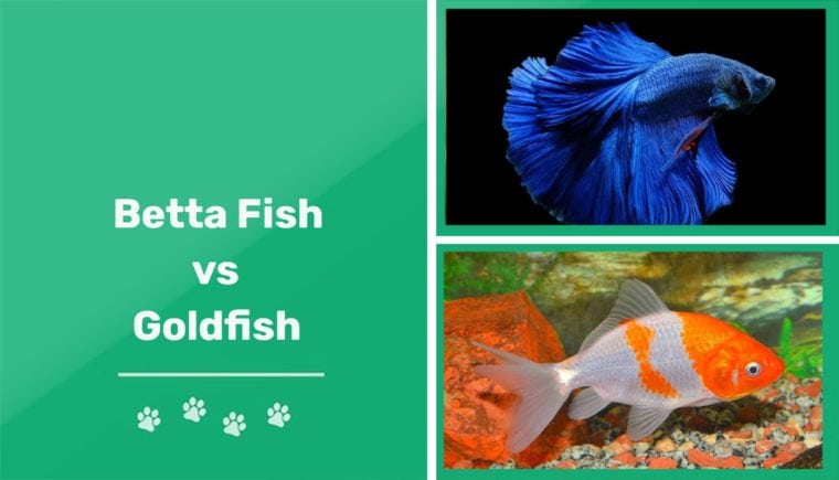 betta fish vs goldfish