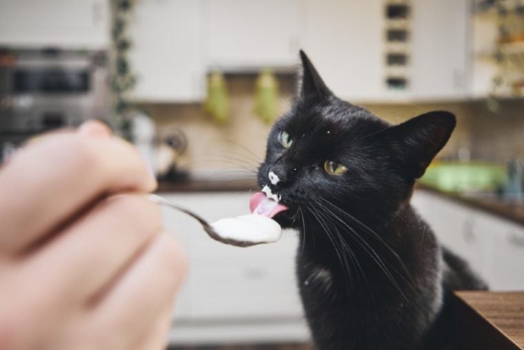 black cat eating yogurt