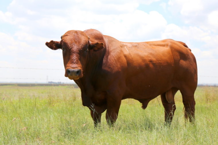 bonsmara cattle