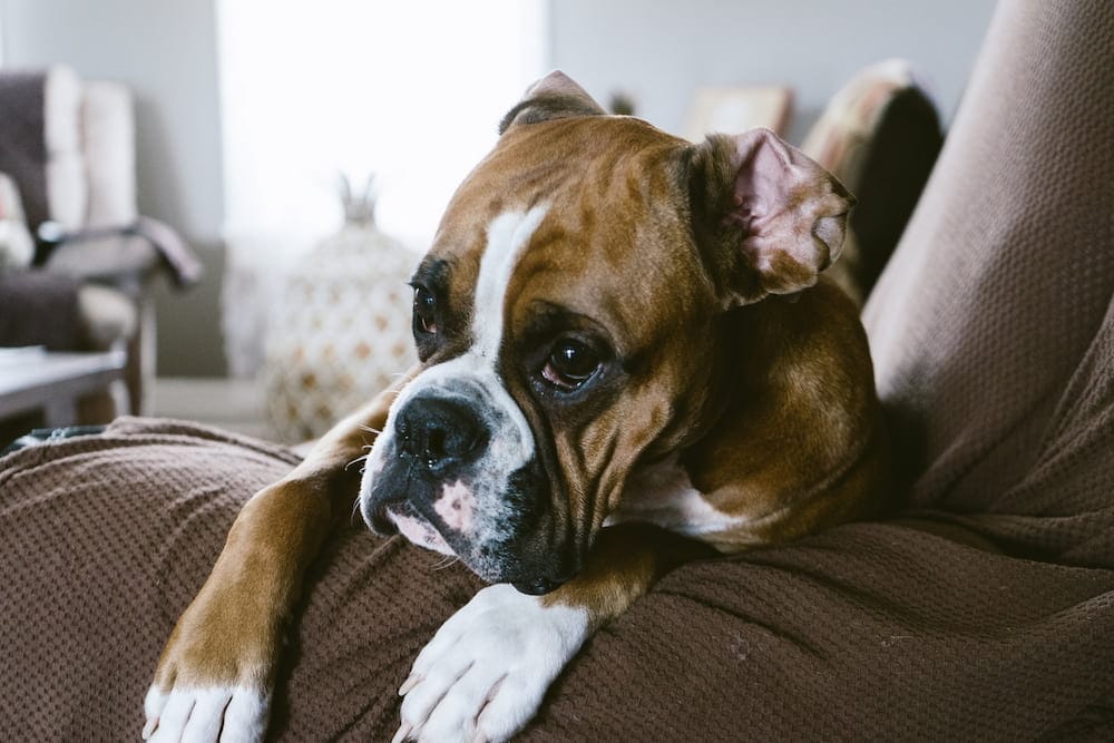 boxer dog leaning on a sofa