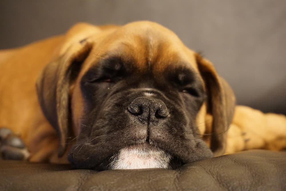 boxer dog sleeping