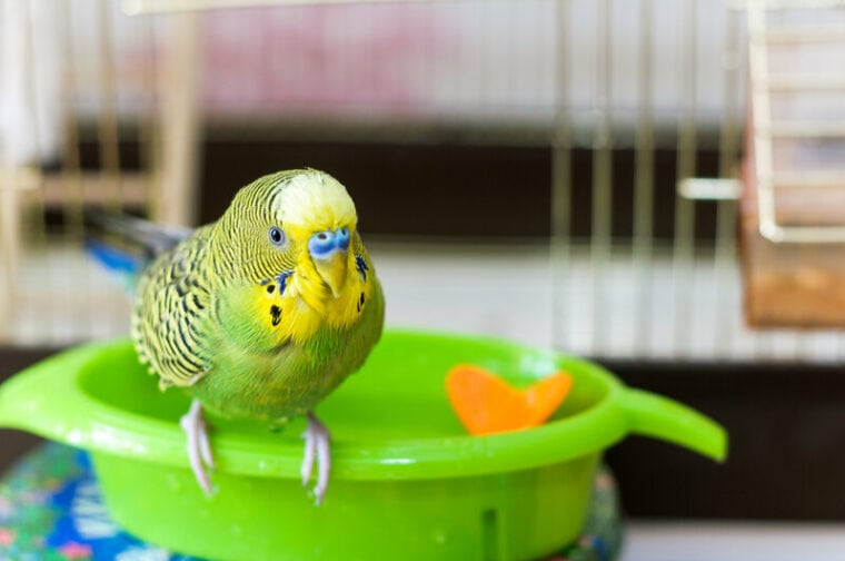 budgie on a bird bath green bird