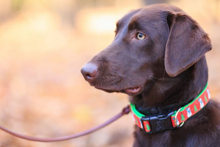 brown dog wearing a collar