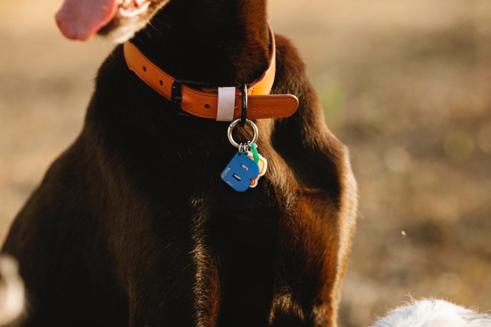 brown dog wearing collar