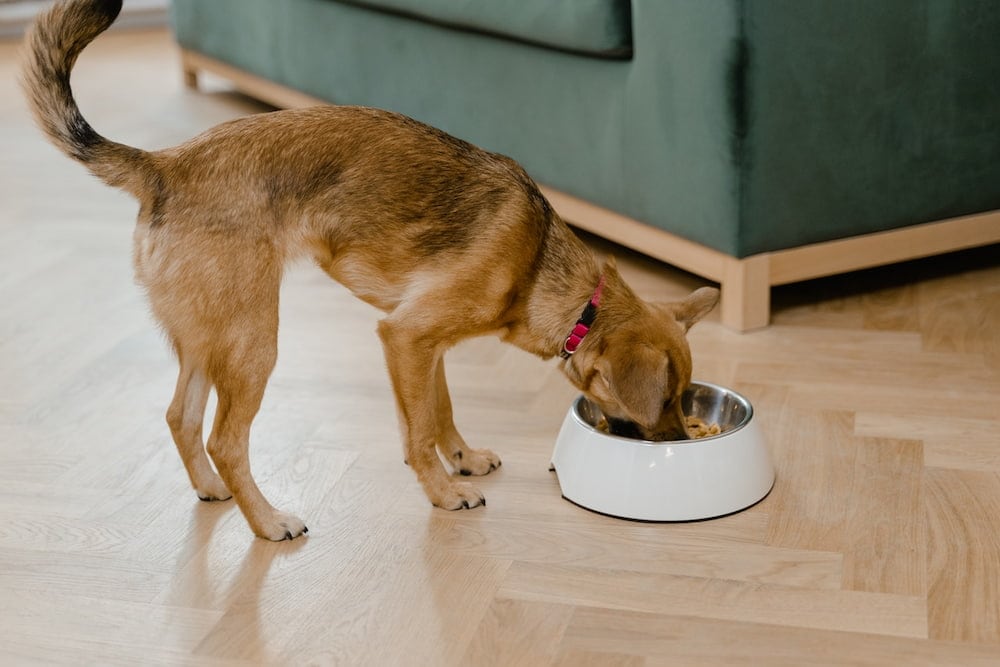 brown puppy eating in a white bowl