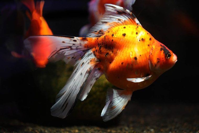 calico sabao goldfish