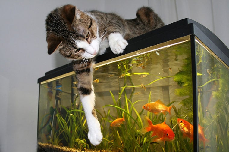 кошка аквариум