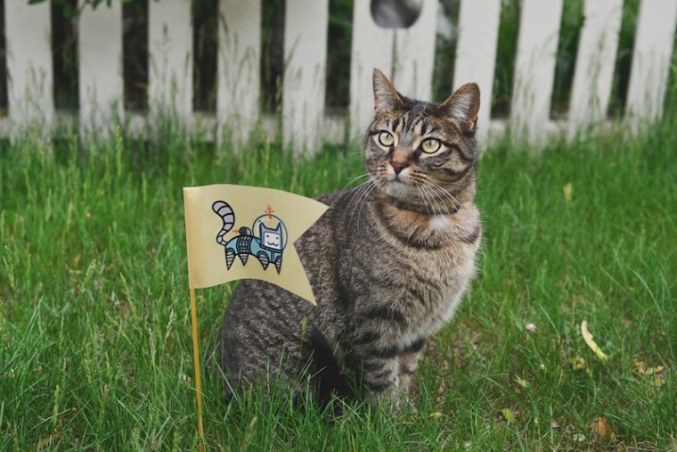 cat in grass with astronaut flag_Sticker Mule_Unsplash