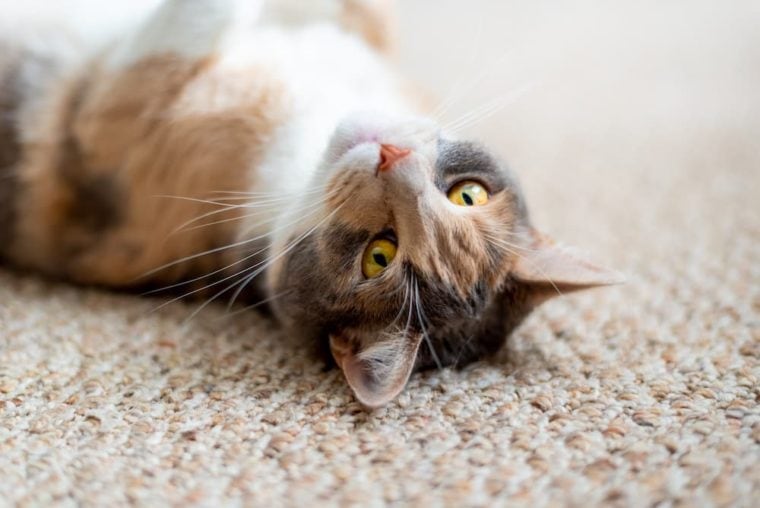 cat lying on a brown carpet