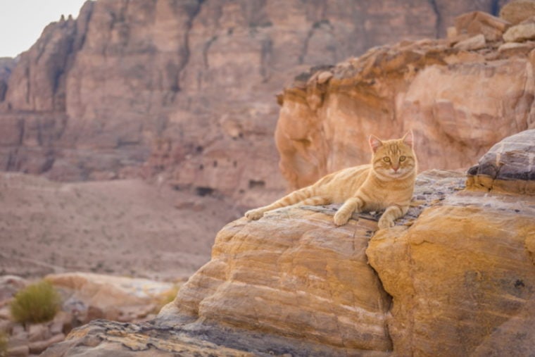 кот на камне в пустыне