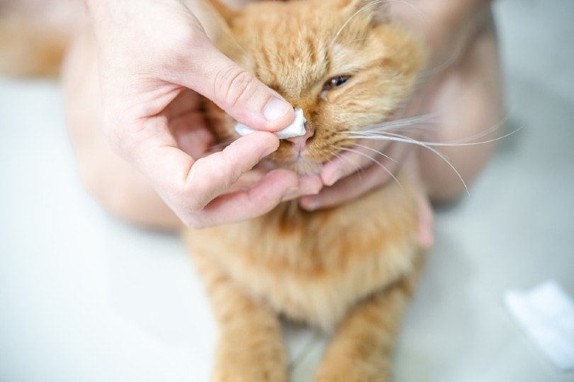 How To Clean A Cats Nose 5 Vet Approved Steps Pet Keen