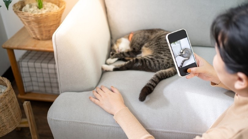 15 Best Cat Hashtags on Instagram — Top Choices in 2023 | Pet Keen
