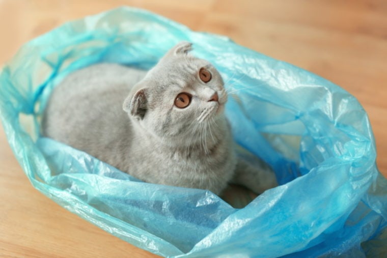 cat sitting in plastic bag