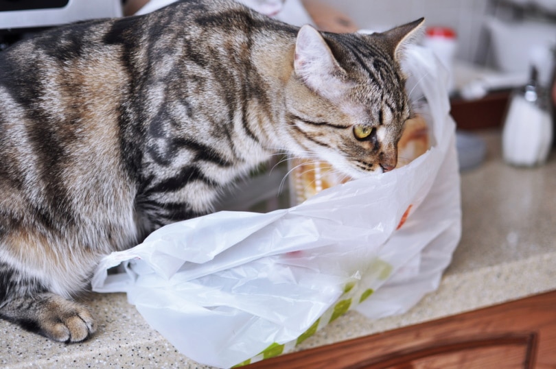 cat smelling plastic bag