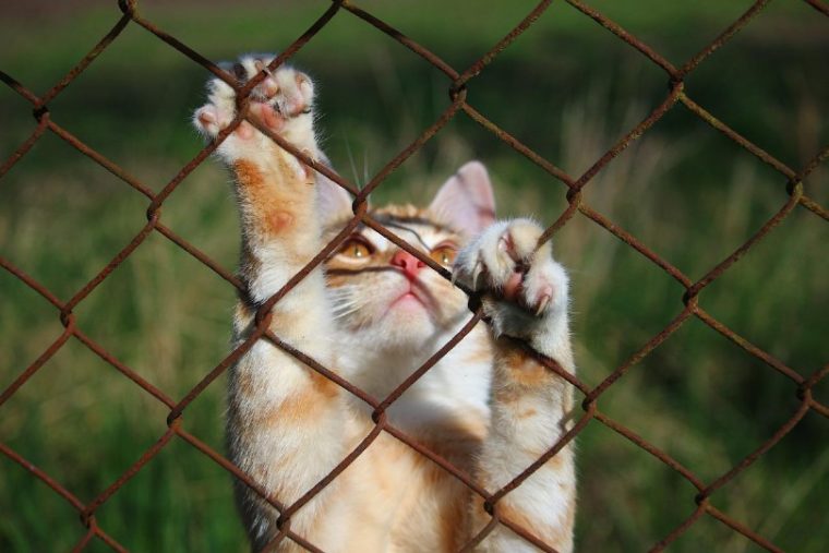 cat trying to climb over fence wire
