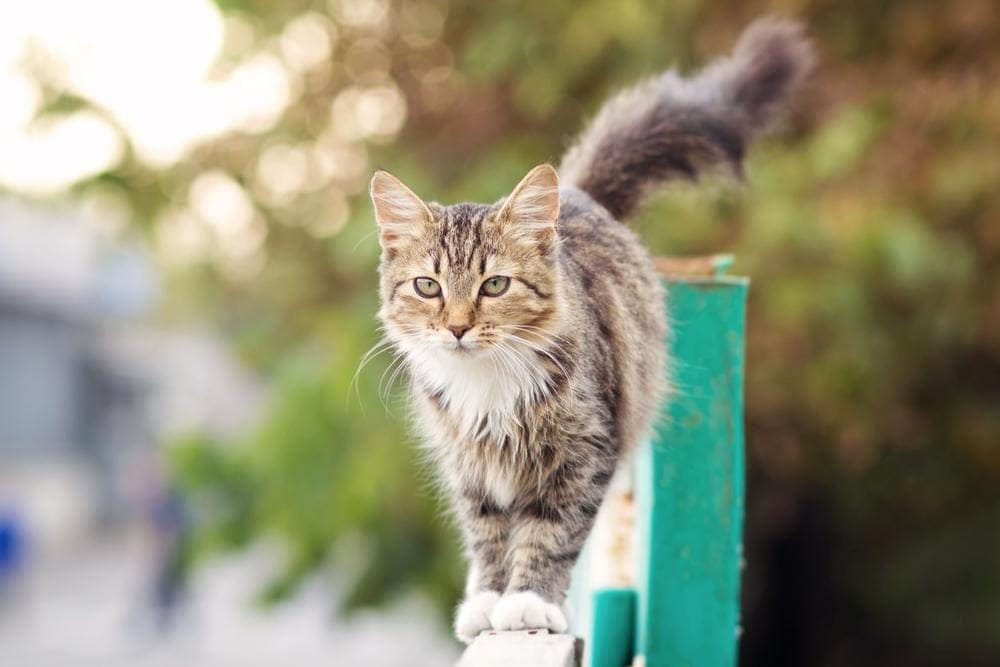 cat walking on fence