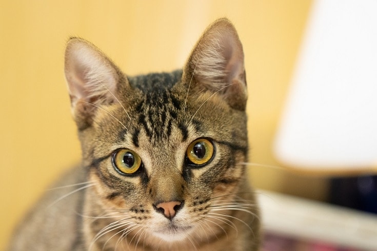 close up of a Brazilian Shorthair cat