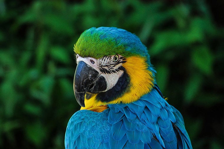 close up of a macaw parrot bird