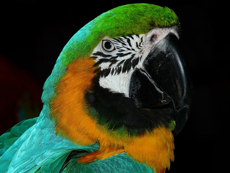close up of a parrot bird's head