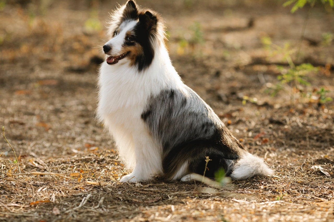 collie resting on dry grass in park