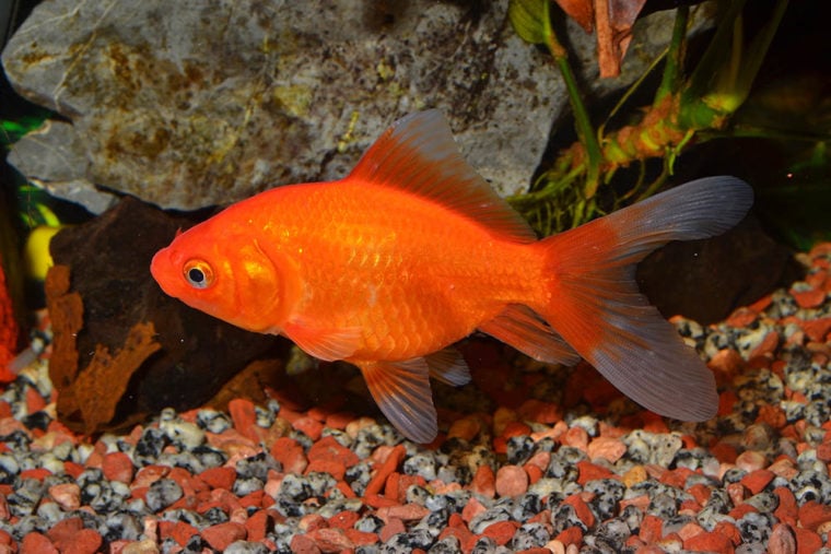 обычная золотая рыбка в аквариуме