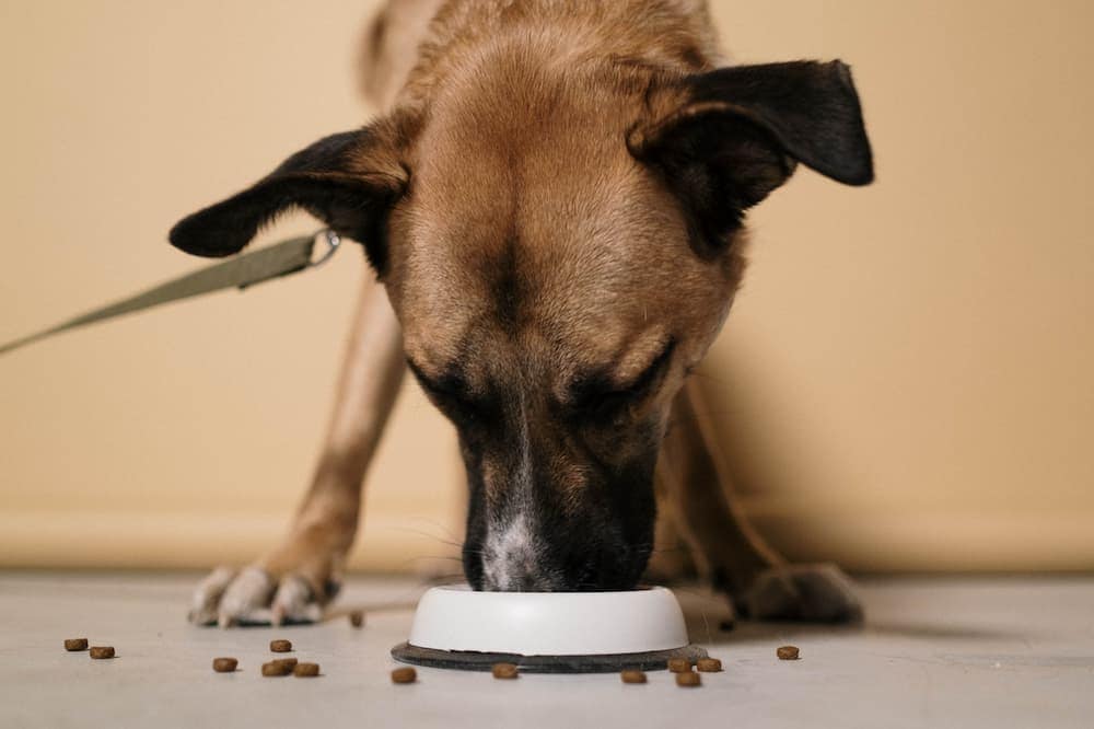 dog eating in a food bowl