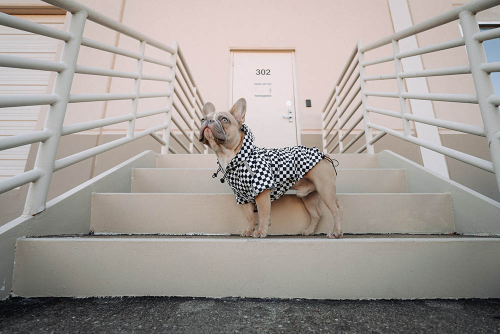 fawn french bulldog wearing clothes