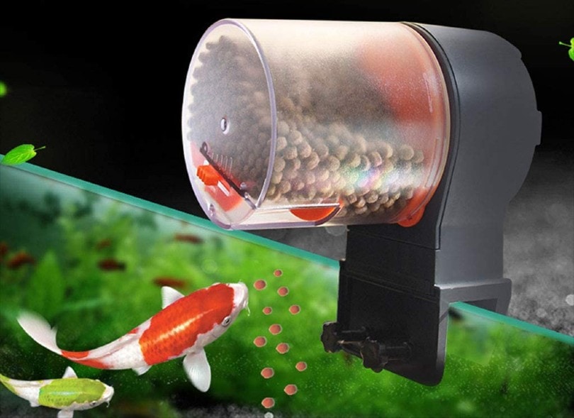 fish eating pellets from automatic fish feeder