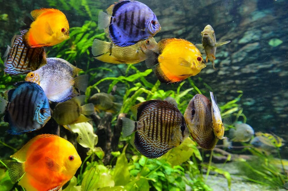 fish in fish tank