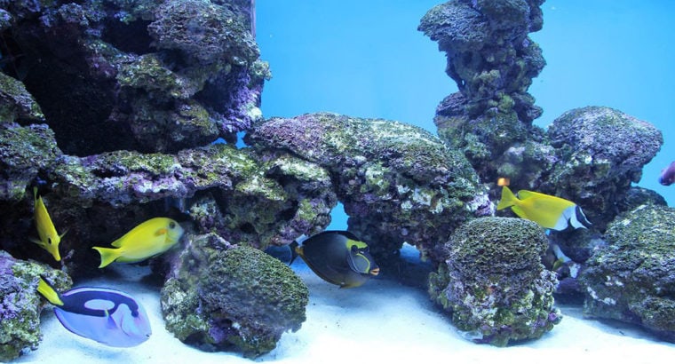 fish swimming inside aquarium with sand bed
