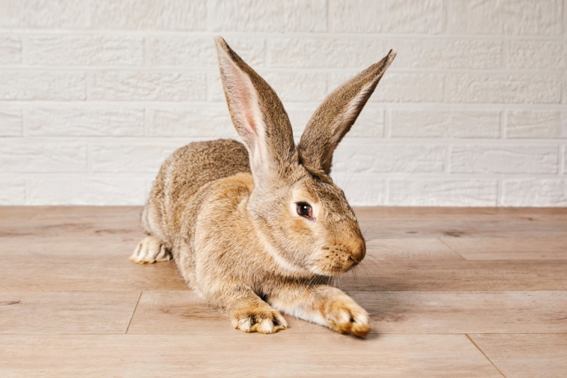 flemish giant rabbit on wooden floor