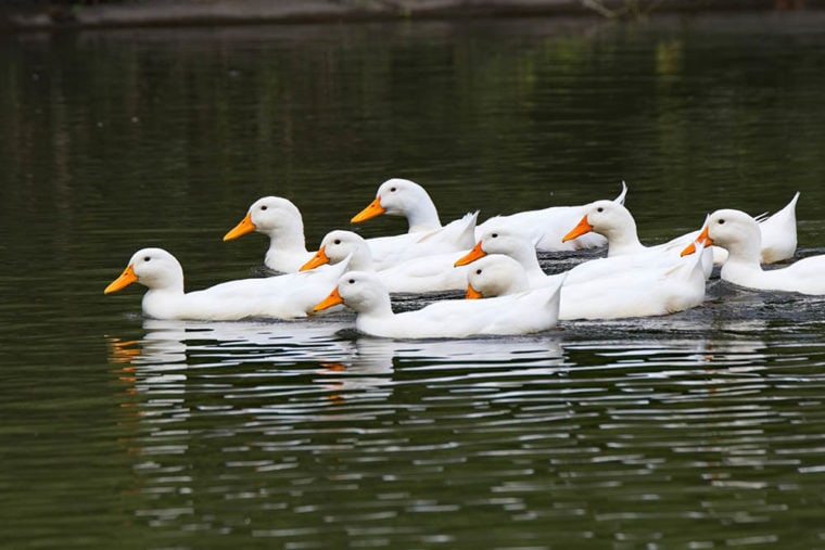 flock of German Pekin ducks in the water