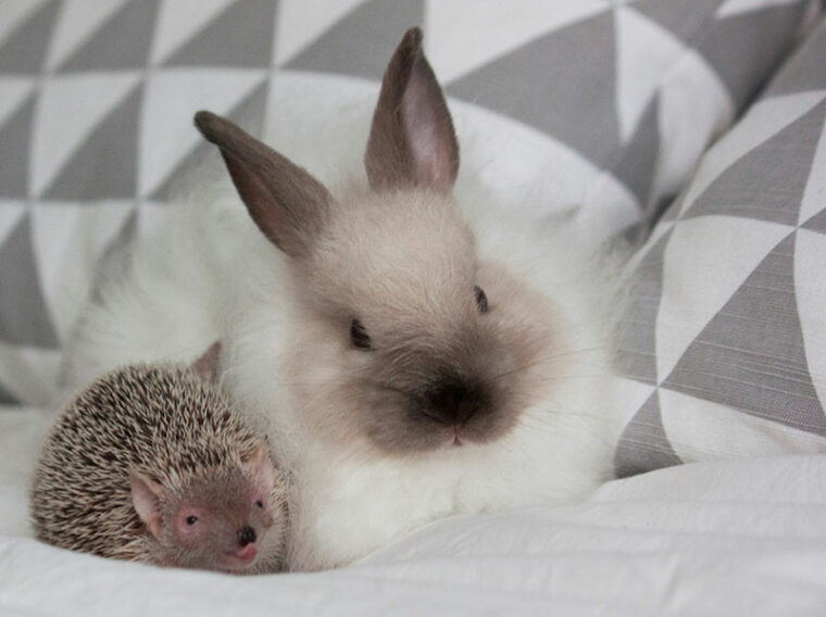 fluffy rabbit with a hedgehog on bed