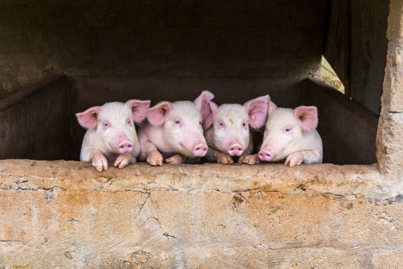 cuatro cerdos jóvenes en una caja