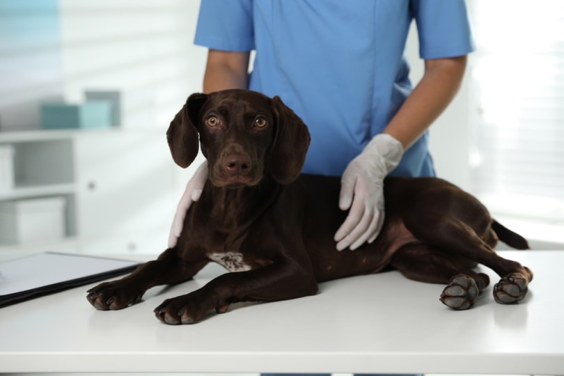 german shorthaired pointer dog check by vet
