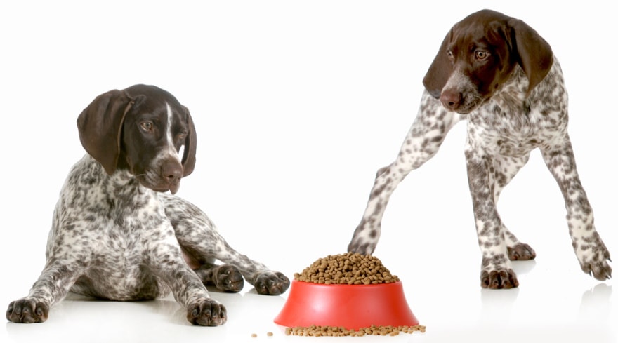 10 Best Dog Foods for German Shorthaired Pointers in 2022