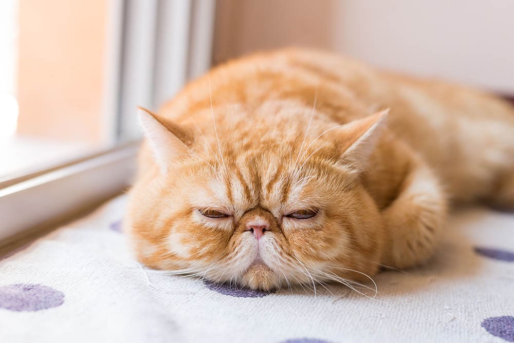 gato exótico de pelo corto jengibre durmiendo cerca de una puerta