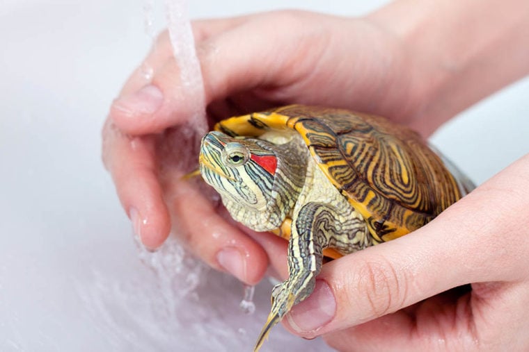 giving red-eared tortoise a bath