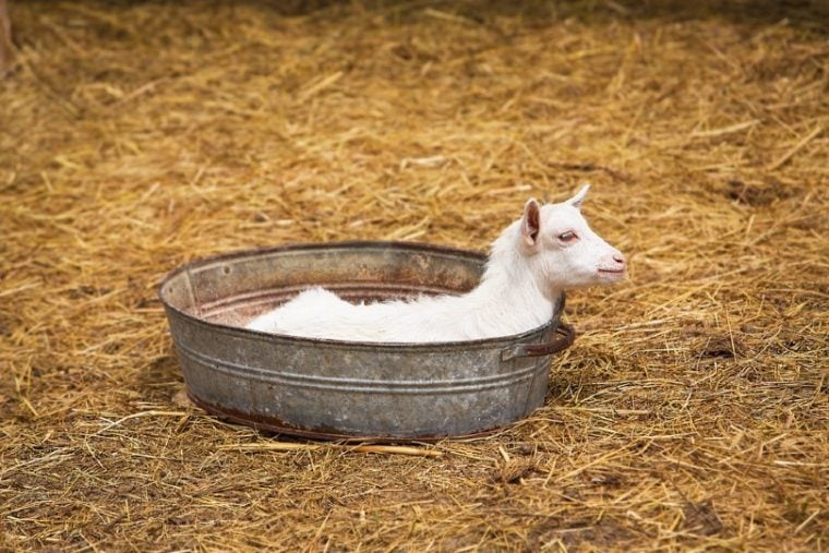 goat inside a basin at the barn