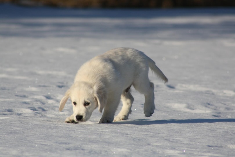 golden retriever puppy in the snow