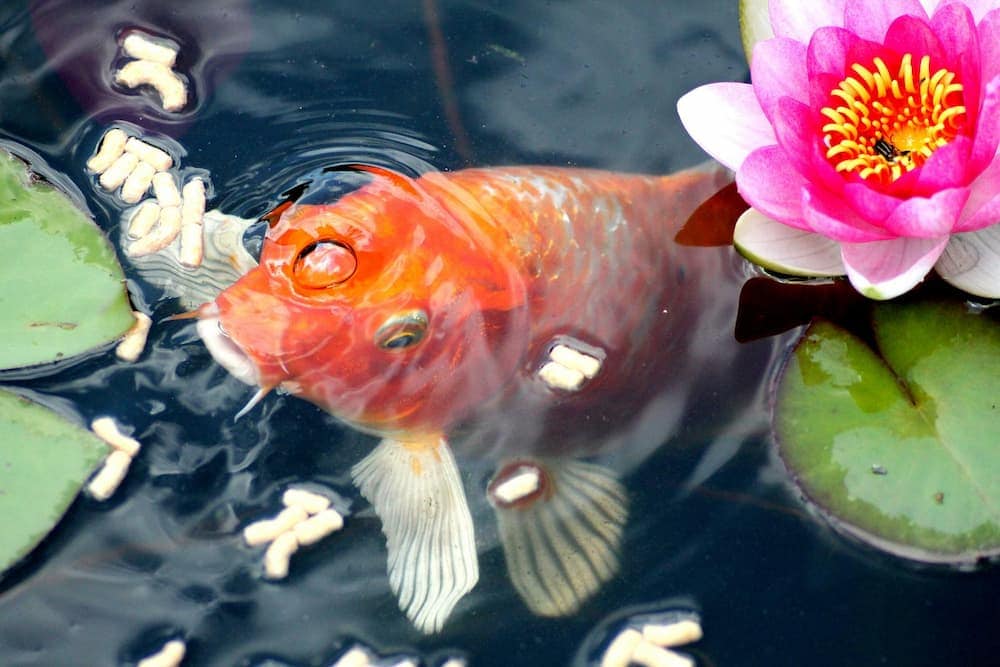 Золотая рыбка ест в пруду