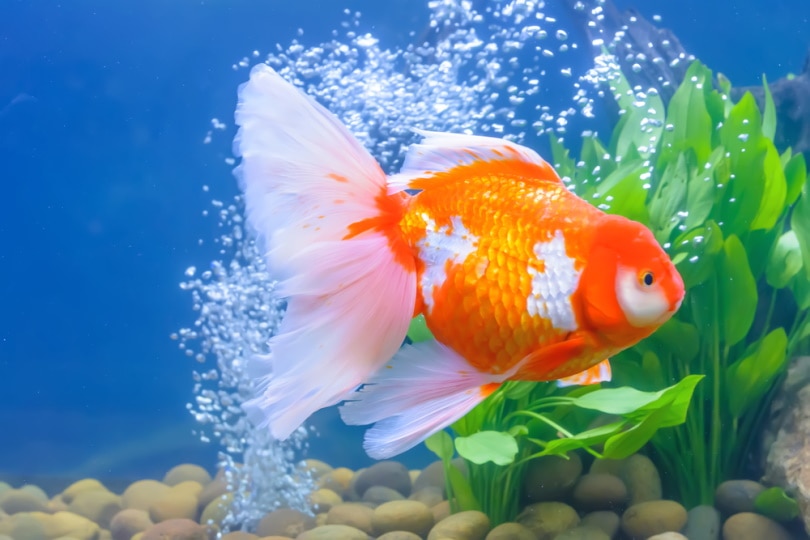 Can Goldfish Live In Brackish Water? We’ve Got The Answer! | Pet Keen