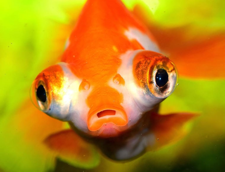 goldfish with telescope eyes close up
