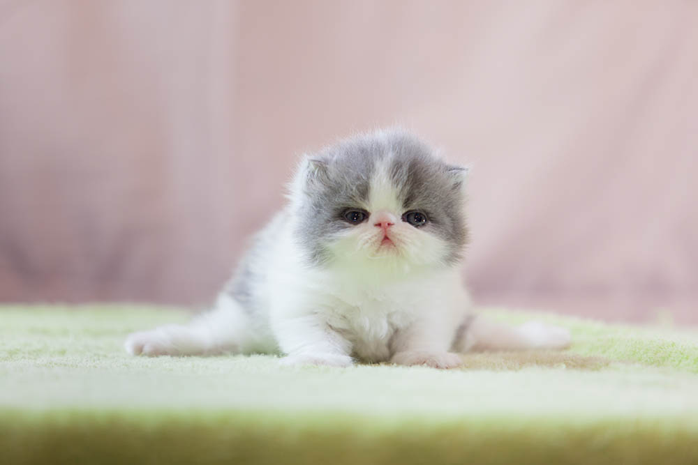 серо-белый персидский котенок