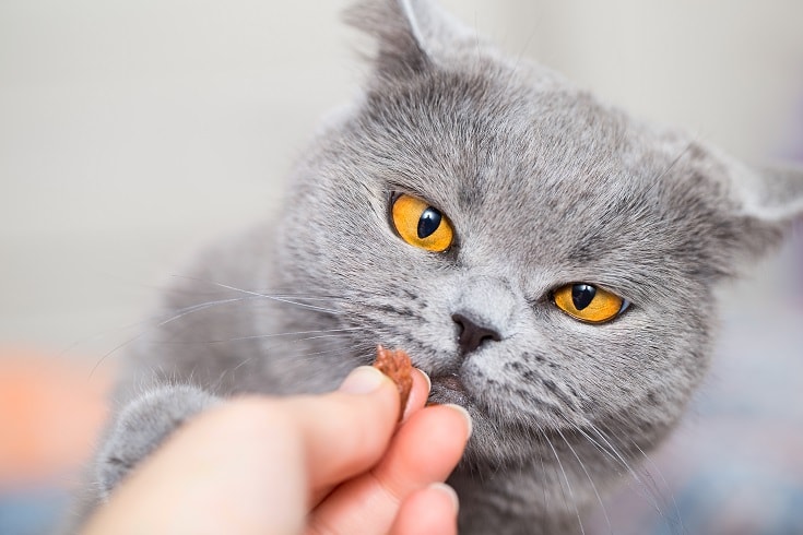 gato gris mirando dulces