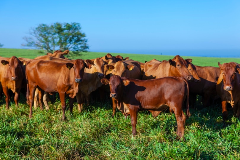 herd of bonsmara cattle