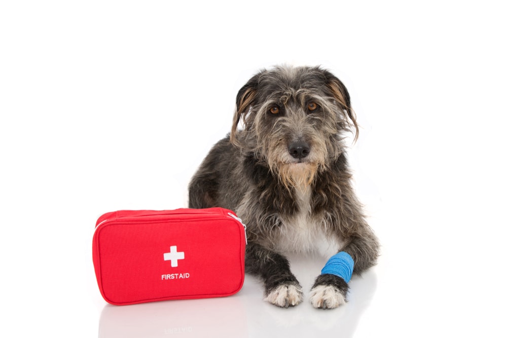 perro herido tirado junto a un botiquín de primeros auxilios
