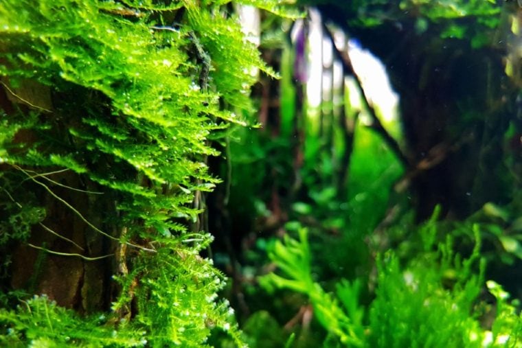 java moss inside a freshwater aquarium